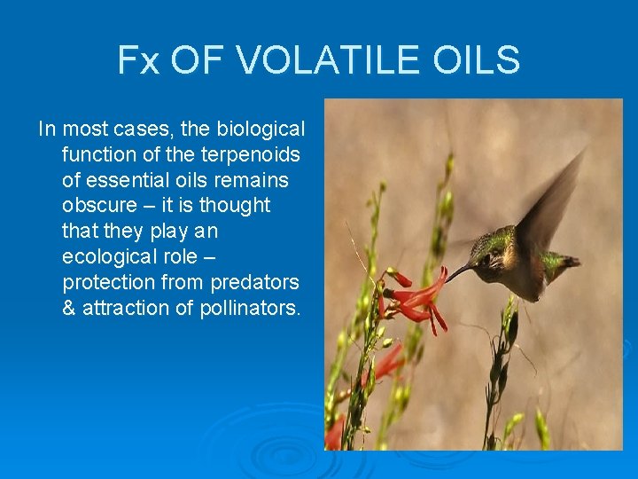Fx OF VOLATILE OILS In most cases, the biological function of the terpenoids of