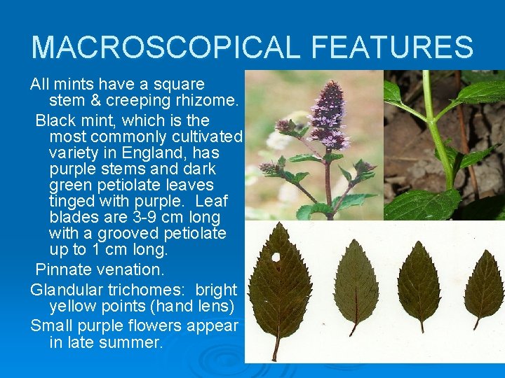 MACROSCOPICAL FEATURES All mints have a square stem & creeping rhizome. Black mint, which