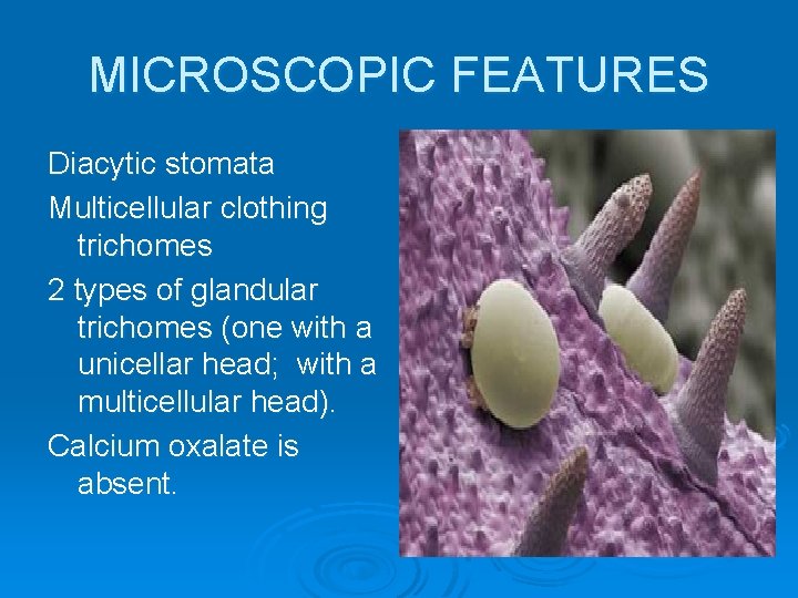 MICROSCOPIC FEATURES Diacytic stomata Multicellular clothing trichomes 2 types of glandular trichomes (one with