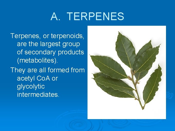 A. TERPENES Terpenes, or terpenoids, are the largest group of secondary products (metabolites). They