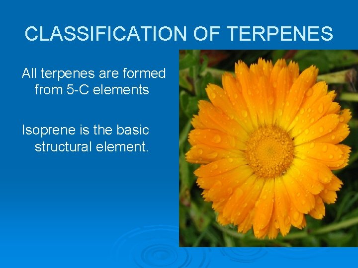 CLASSIFICATION OF TERPENES All terpenes are formed from 5 -C elements Isoprene is the