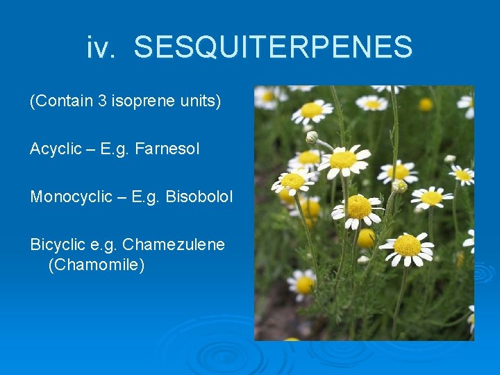 iv. SESQUITERPENES (Contain 3 isoprene units) Acyclic – E. g. Farnesol Monocyclic – E.