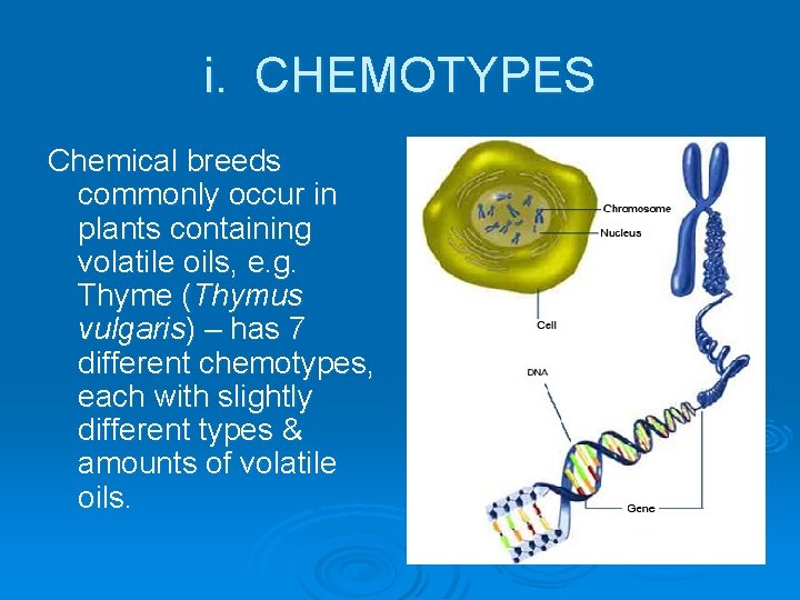 i. CHEMOTYPES Chemical breeds commonly occur in plants containing volatile oils, e. g. Thyme