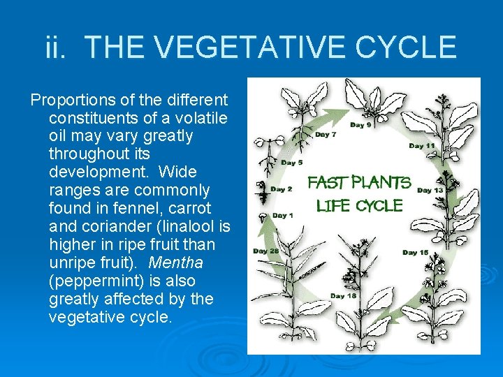 ii. THE VEGETATIVE CYCLE Proportions of the different constituents of a volatile oil may