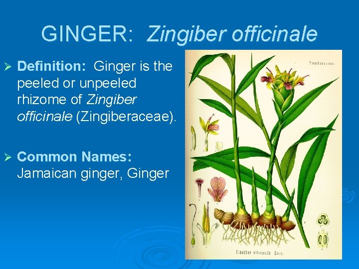 GINGER: Zingiber officinale Ø Definition: Ginger is the peeled or unpeeled rhizome of Zingiber