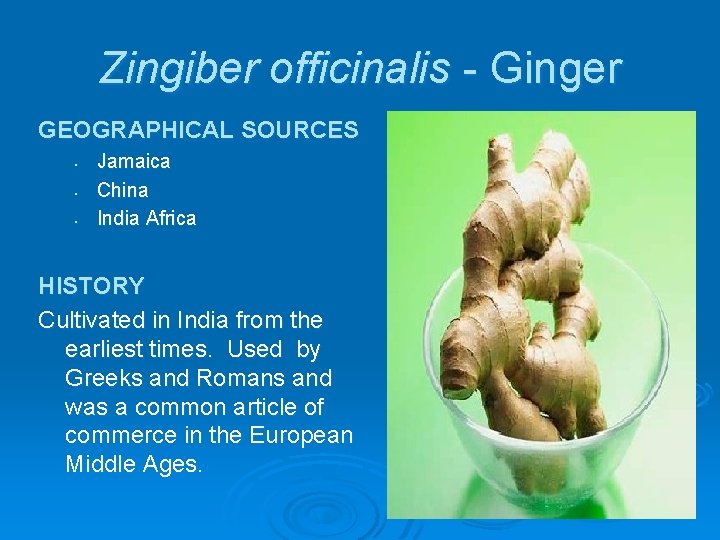 Zingiber officinalis - Ginger GEOGRAPHICAL SOURCES • • • Jamaica China India Africa HISTORY