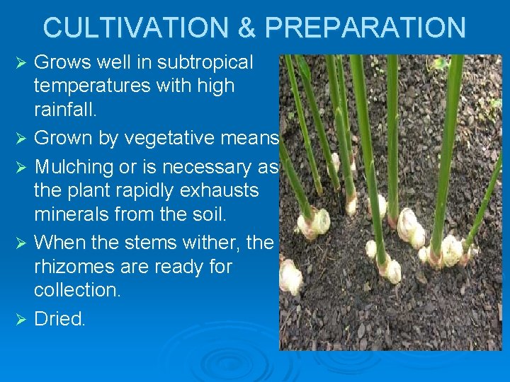 CULTIVATION & PREPARATION Grows well in subtropical temperatures with high rainfall. Ø Grown by