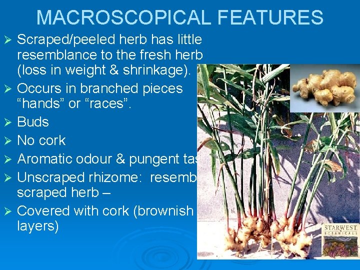 MACROSCOPICAL FEATURES Scraped/peeled herb has little resemblance to the fresh herb (loss in weight