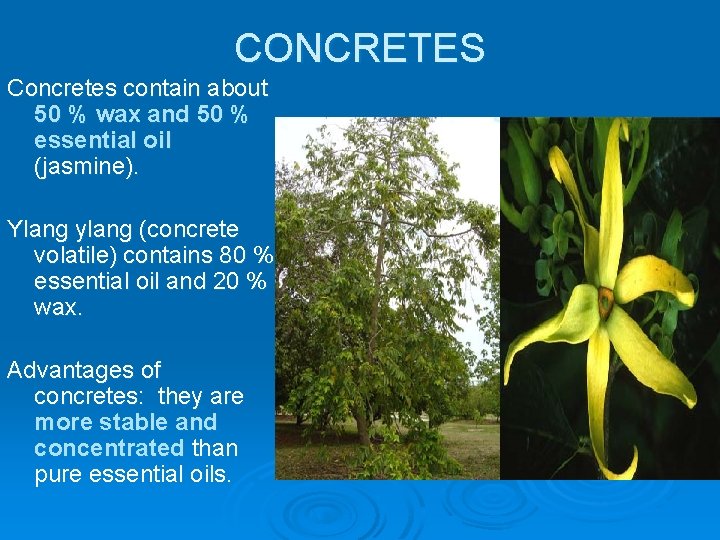 CONCRETES Concretes contain about 50 % wax and 50 % essential oil (jasmine). Ylang