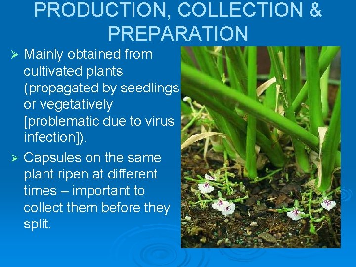 PRODUCTION, COLLECTION & PREPARATION Mainly obtained from cultivated plants (propagated by seedlings or vegetatively