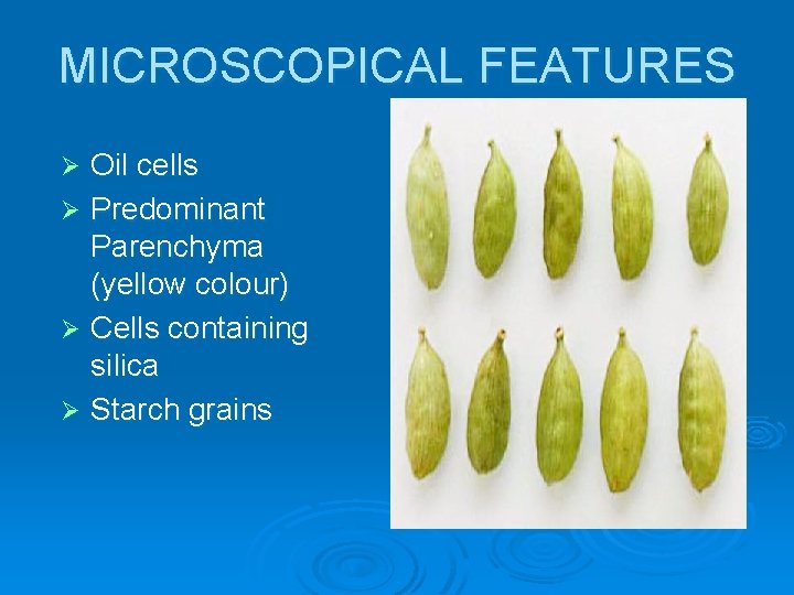 MICROSCOPICAL FEATURES Oil cells Ø Predominant Parenchyma (yellow colour) Ø Cells containing silica Ø