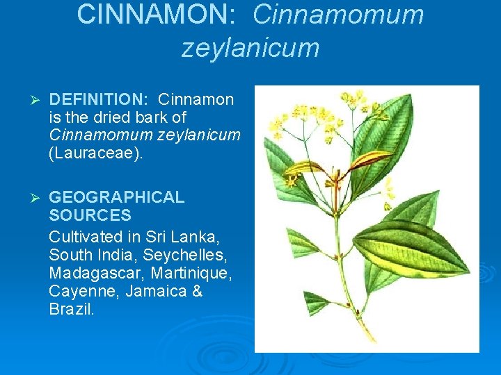 CINNAMON: Cinnamomum zeylanicum Ø DEFINITION: Cinnamon is the dried bark of Cinnamomum zeylanicum (Lauraceae).