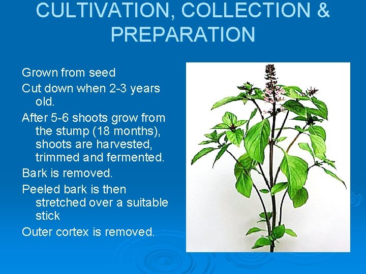 CULTIVATION, COLLECTION & PREPARATION Grown from seed Cut down when 2 -3 years old.