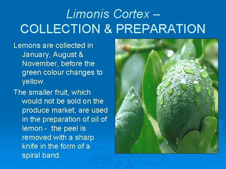 Limonis Cortex – COLLECTION & PREPARATION Lemons are collected in January, August & November,