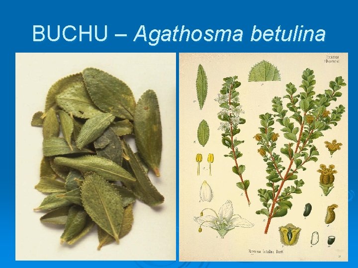 BUCHU – Agathosma betulina 