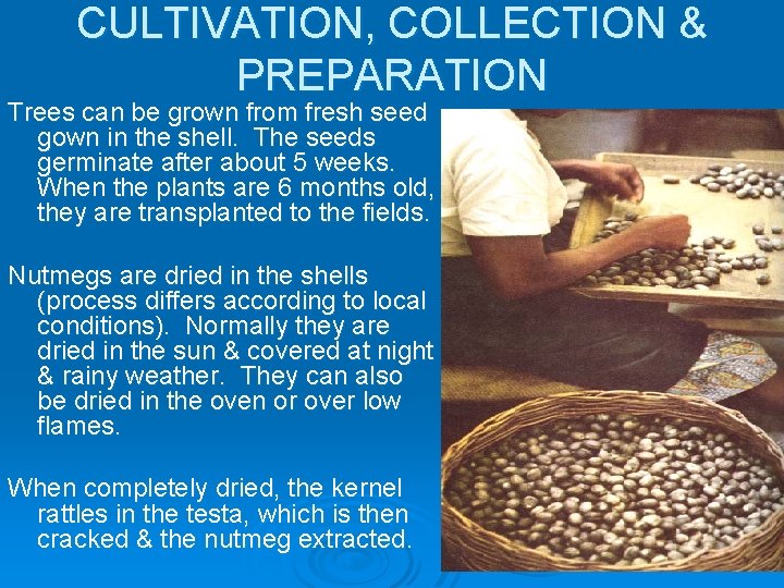 CULTIVATION, COLLECTION & PREPARATION Trees can be grown from fresh seed gown in the