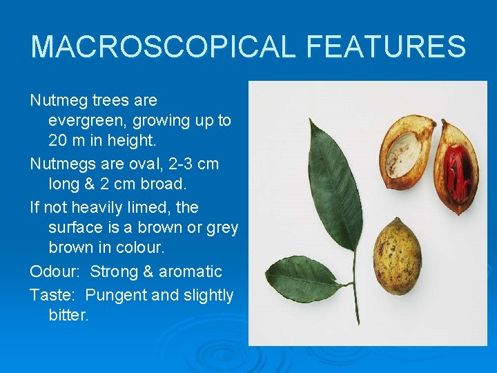 MACROSCOPICAL FEATURES Nutmeg trees are evergreen, growing up to 20 m in height. Nutmegs