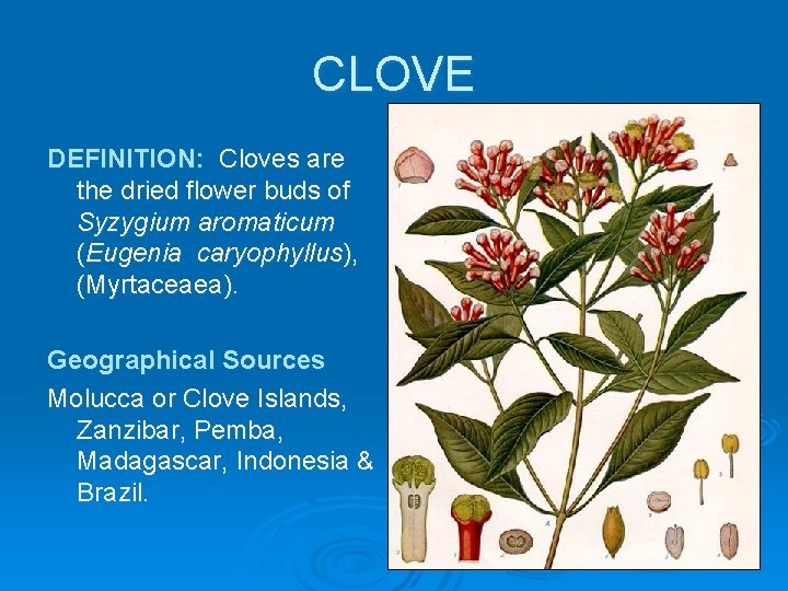 CLOVE DEFINITION: Cloves are the dried flower buds of Syzygium aromaticum (Eugenia caryophyllus), (Myrtaceaea).