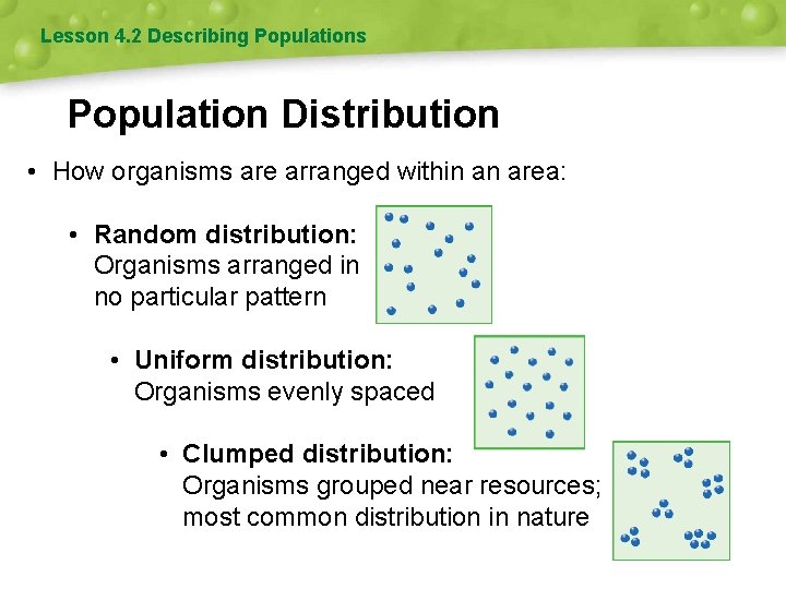 Lesson 4. 2 Describing Populations Population Distribution • How organisms are arranged within an