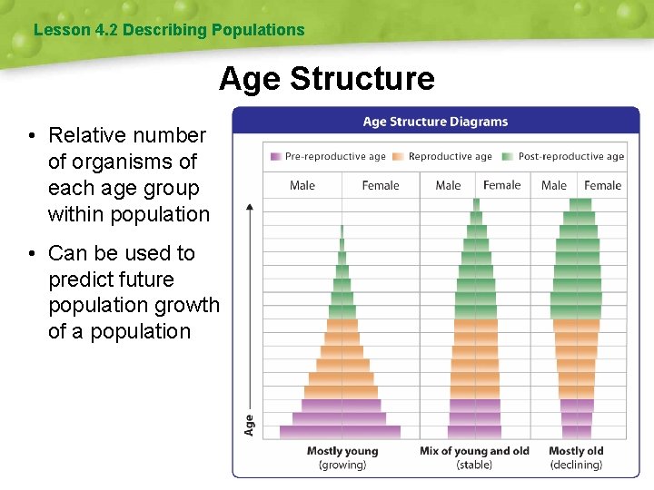 Lesson 4. 2 Describing Populations Age Structure • Relative number of organisms of each