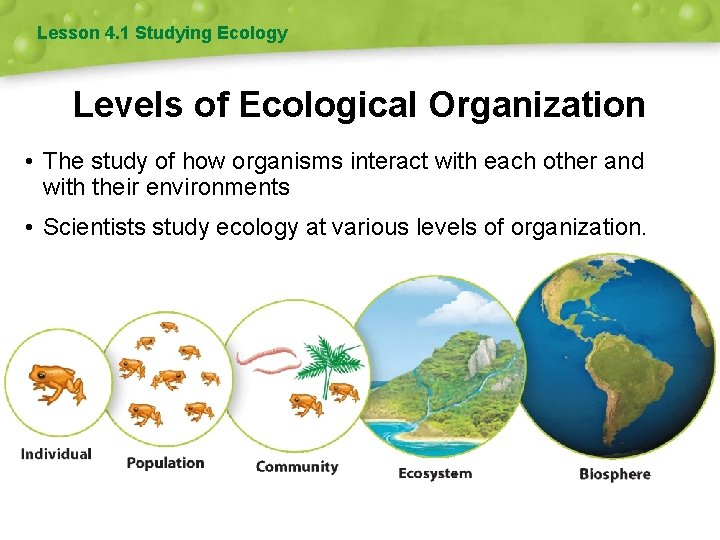 Lesson 4. 1 Studying Ecology Levels of Ecological Organization • The study of how