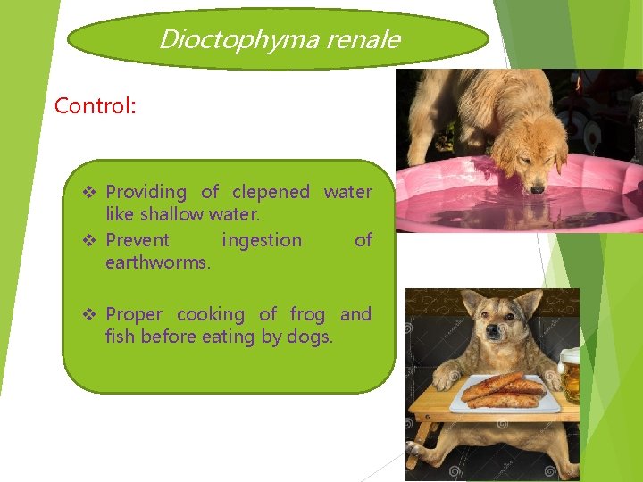 Dioctophyma renale Control: v Providing of clepened water like shallow water. v Prevent ingestion
