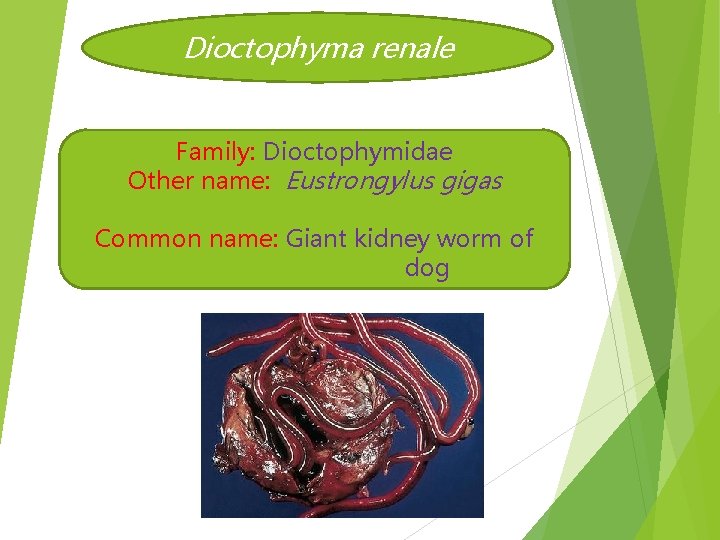 Dioctophyma renale Family: Dioctophymidae Other name: Eustrongylus gigas Common name: Giant kidney worm of