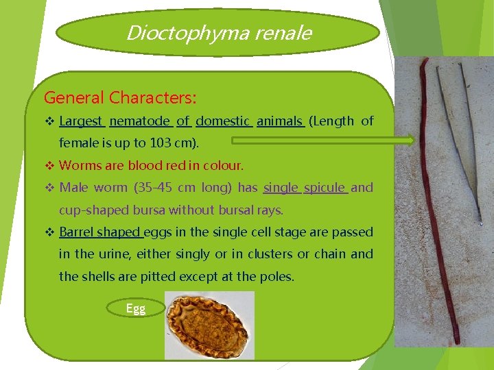 Dioctophyma renale General Characters: v Largest nematode of domestic animals (Length of female is