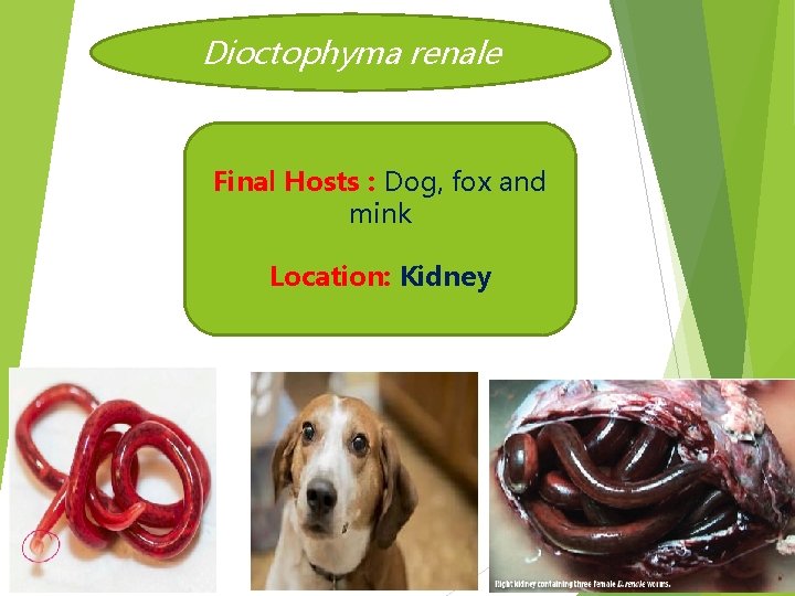 Dioctophyma renale Final Hosts : Dog, fox and mink Location: Kidney 