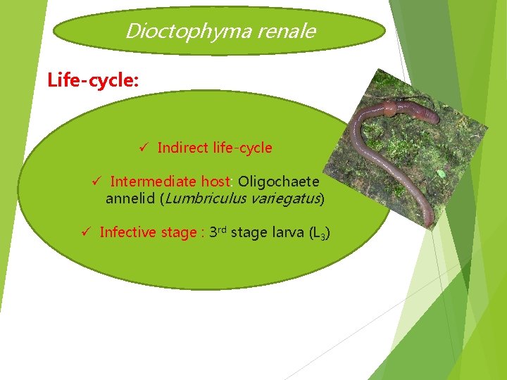 Dioctophyma renale Life-cycle: ü Indirect life-cycle ü Intermediate host: Oligochaete annelid (Lumbriculus variegatus) ü