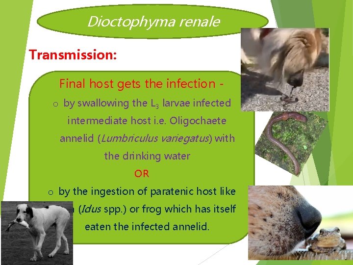 Dioctophyma renale Transmission: Final host gets the infection o by swallowing the L 3