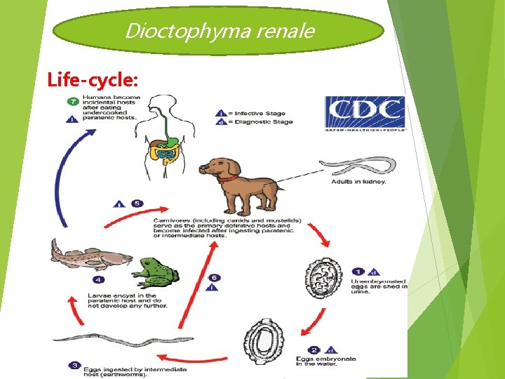 Dioctophyma renale Life-cycle: 