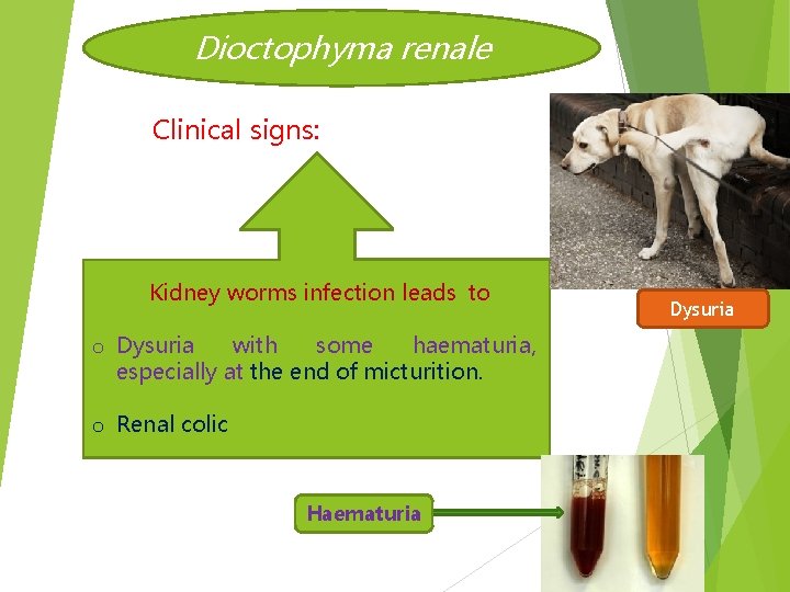 Dioctophyma renale Clinical signs: Kidney worms infection leads to o Dysuria with some haematuria,