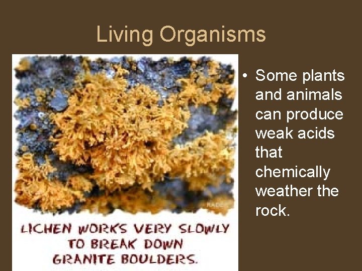 Living Organisms • Some plants and animals can produce weak acids that chemically weather