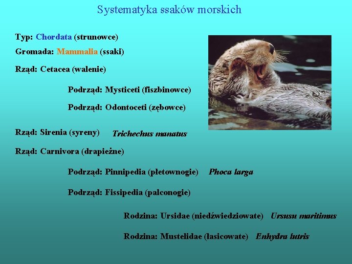 Systematyka ssaków morskich Typ: Chordata (strunowce) Gromada: Mammalia (ssaki) Rząd: Cetacea (walenie) Podrząd: Mysticeti