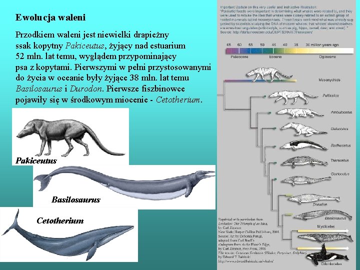 Ewolucja waleni Przodkiem waleni jest niewielki drapieżny ssak kopytny Pakiceutus, żyjący nad estuarium 52