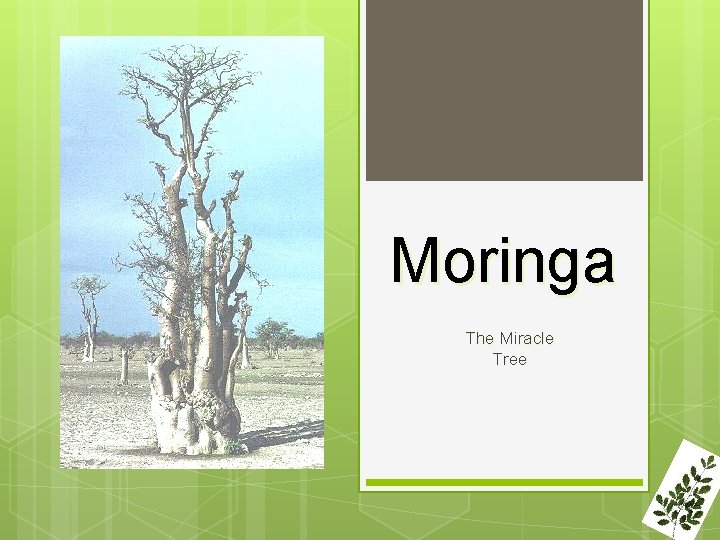 Moringa The Miracle Tree 