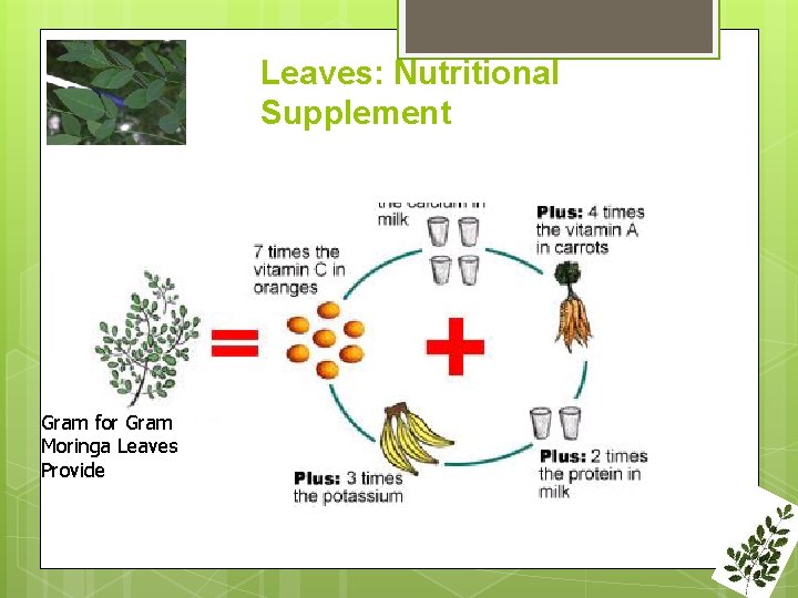 Leaves: Nutritional Supplement Gram for Gram Moringa Leaves Provide 