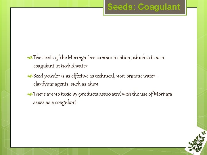 Seeds: Coagulant The seeds of the Moringa tree contain a cation, which acts as
