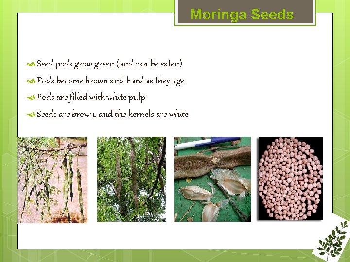 Moringa Seeds Seed pods grow green (and can be eaten) Pods become brown and
