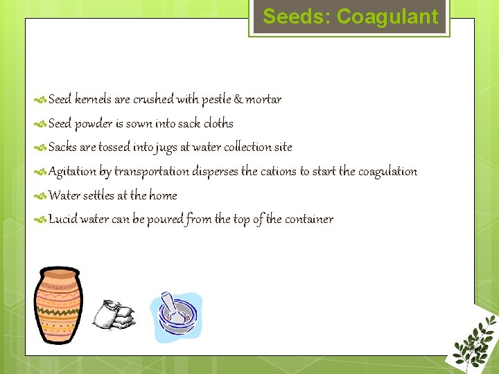 Seeds: Coagulant Seed kernels are crushed with pestle & mortar Seed powder is sown