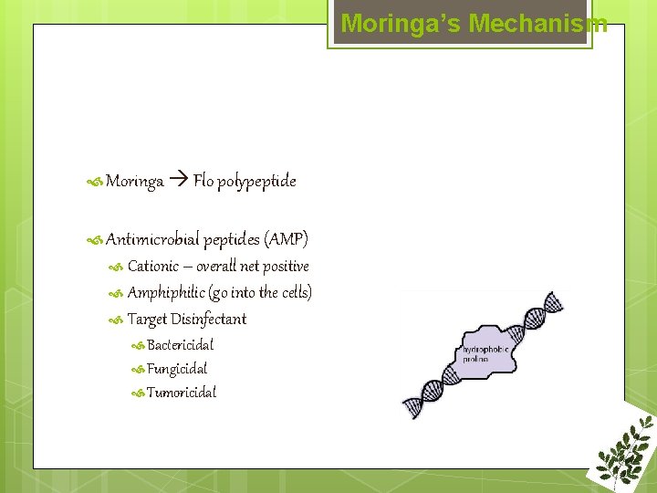 Moringa’s Mechanism Moringa Flo polypeptide Antimicrobial peptides (AMP) Cationic – overall net positive Amphiphilic