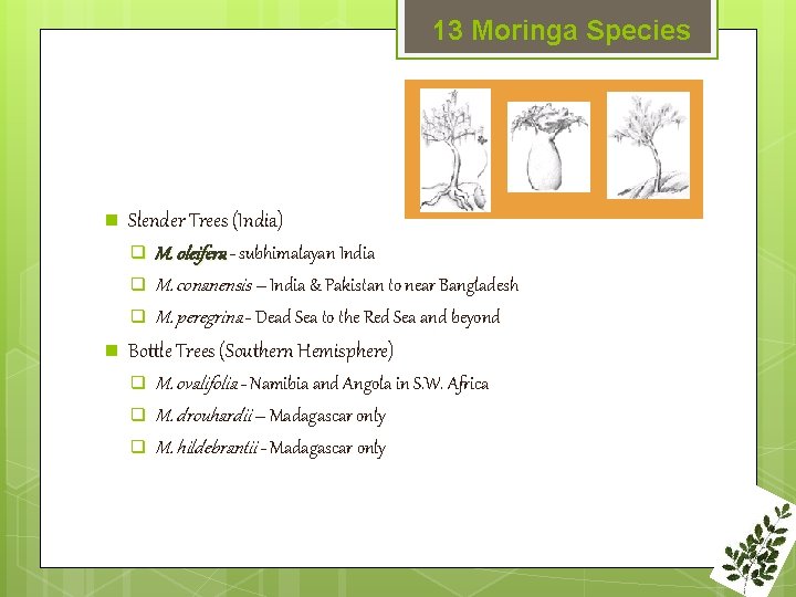 13 Moringa Species n n Slender Trees (India) q M. oleifera - subhimalayan India