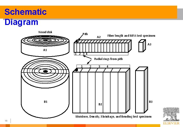 Schematic Diagram Wood disk Pith A 2 Fiber length and MFA test specimen A