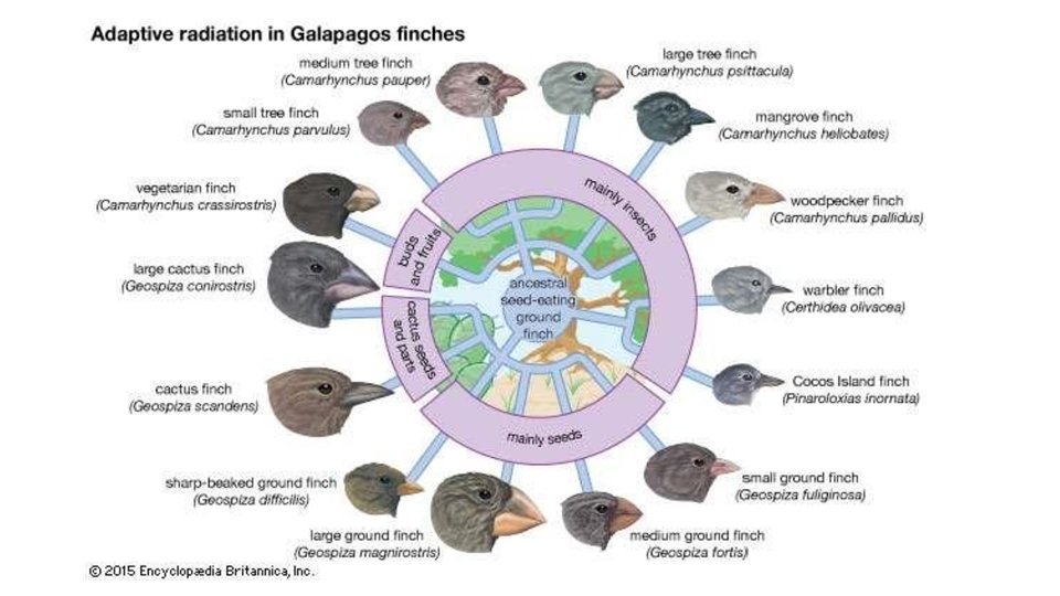 Microevolution Animals Common Examples Evolution Contd Part 2 Microevolution When there are