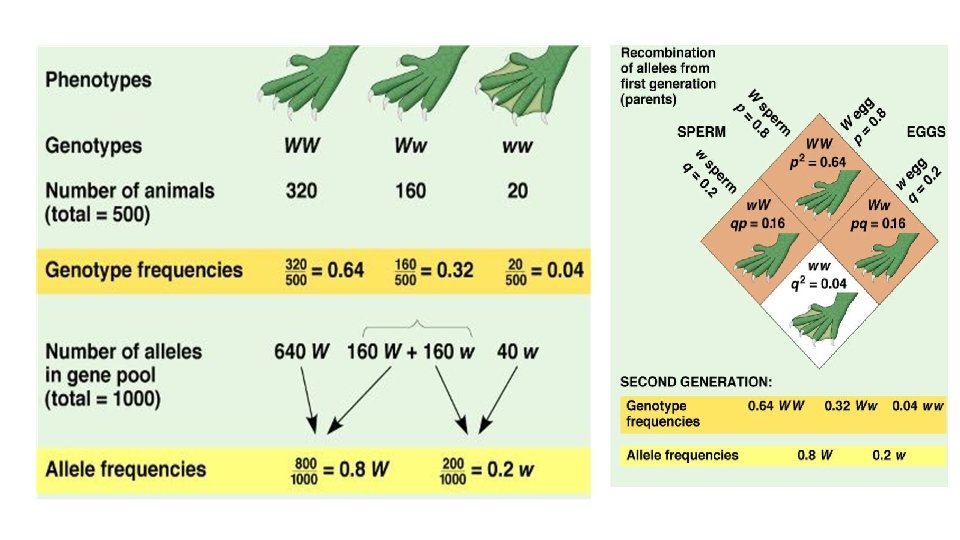 Evolution Contd Part 2 Microevolution When there are