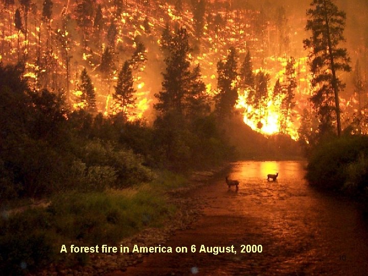 A forest fire in America on 6 August, 2000 10 