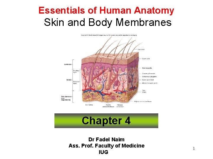 Essentials of Human Anatomy Skin and Body Membranes Chapter 4 Dr Fadel Naim Ass.