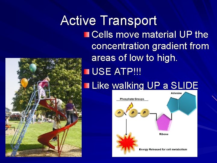 Active Transport Cells move material UP the concentration gradient from areas of low to