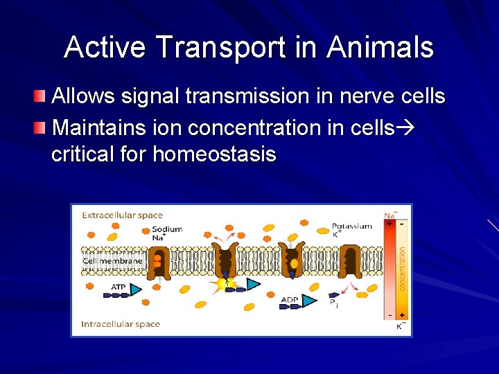 Active Transport in Animals Allows signal transmission in nerve cells Maintains ion concentration in
